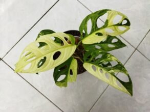 Monstera Adansonii Japan Variegated4