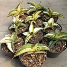 10pcs Sansevieria Robusta White Variegated [ 2