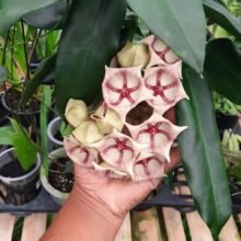 11× Hoya Archboldiana Pink sp PAPUA [ Whole Sale 11 plants ] + DHL Express.1