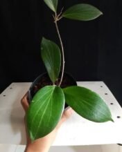 11× Hoya Nicholsoniae [ Wholesale,, 1 Box = 11 Plants Hoya Nicholsoniae ]