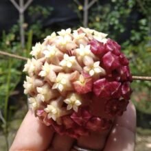 11× Hoya Nicholsoniae [ Wholesale,, 1 Box = 11 Plants Hoya Nicholsoniae ]