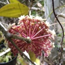 11× Hoya Nicholsoniae [ Wholesale,, 1 Box = 11 Plants Hoya Nicholsoniae ]