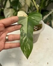 Philodendron Golden Dragon Variegated jiw