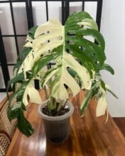 1Monstera King Deliciosa White Variegated [ Big Size