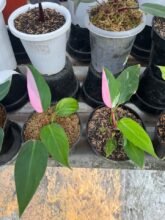 2 Plants Philodendron White Princes Variegated Pink