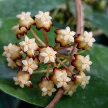 2 Pots Hoya Clemensiorum SP Aceh. Free Phytosanitary [ #wholesale and #retail ]