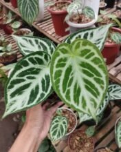 2× Anthurium Silver Blush