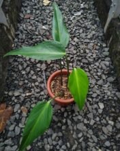 3pcs Monstera Burlemarx Flame