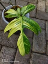 3pcs Philodendron Florida Beauty Variegated 2-3 leaves Rooted #uk #asia