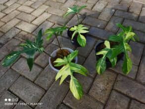 3pcs Philodendron Florida Beauty Variegated 2-3 leaves Rooted #uk #asia