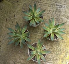 4pcs Agave Burn Burgundy Marginata