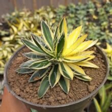 Agave Filifera Sectoral Variegated [ real pict ] #japan #asia #wholesale