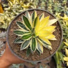 Agave Filifera Sectoral Variegated [ real pict ] #japan #asia #wholesale