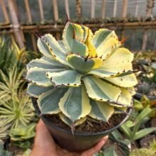 Agave Potatorum Kichiokan Sectoral Variegated