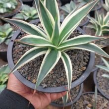 Agave Snow Glow