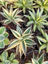 Agave Sun Glow Variegated