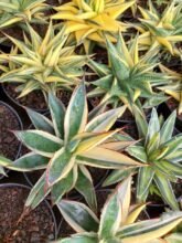 Agave Sun Glow Variegated