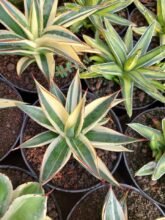 Agave Sun Glow Variegated