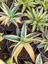 Agave Sun Glow Variegated