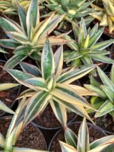 Agave Sun Glow Variegated