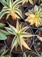 Agave Sun Glow Variegated