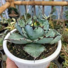 Agave Titanota Black and Blue