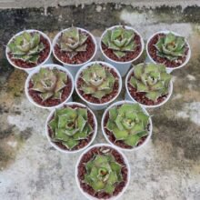 Agave Titanota + Free Phitosanitary + DHL Express