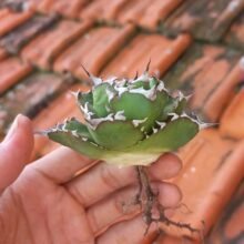 Agave Titanota Solar