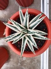 Agave White Rhino1