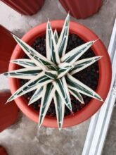 Agave White Rhino1