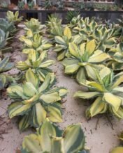 Agave isthmensis Variegated 1