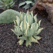 Agave isthmensis Variegated