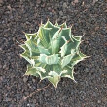 Agave isthmensis Variegated