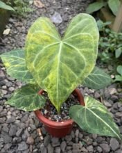 Anthurium Clarinervium Variegated Free Phitosanitary