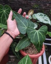 Anthurium Delta Force Good Condition [ varian delta ] #singapore #ebay_uk #uk