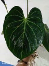 Anthurium King Of Spades