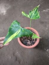 Anthurium Pterodactyl Variegated [ Real Pict ] DHL Express. #uk #asia #interior