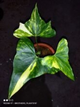 Anthurium Pterodactyl Variegated Rooted Good Condition6