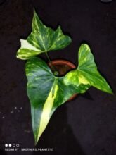 Anthurium Pterodactyl Variegated Rooted Good Condition6