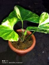 Anthurium Pterodactyl Variegated Rooted Good Condition6