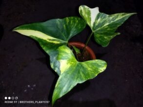 Anthurium Pterodactyl Variegated Rooted Good Condition6