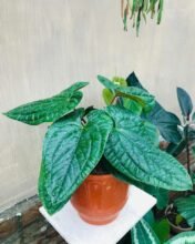 Anthurium Radicans, Free Phytosanitary Certificate DHL Express