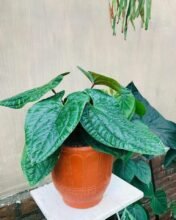 Anthurium Radicans, Free Phytosanitary Certificate DHL Express