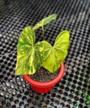 Anthurium Sweet Love Variegated Free Phitosanitary