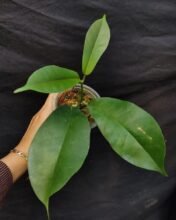 Hoya Albiflora Sp Papua1