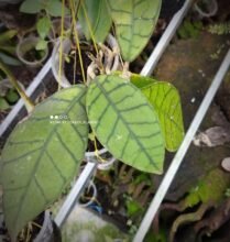 Hoya Callistophylla76