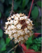 Hoya Clemensiorum [ Buy More, Lower Price ] #wholesale #ebay_uk #asia