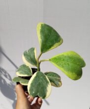 Hoya Kerrii Variegated2