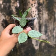 Hoya Lacunosa Silver