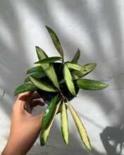 Hoya Wayetti Variegated